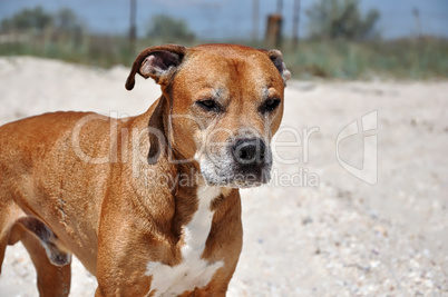 Redhead American pit bull terrier lies on the sand, close up