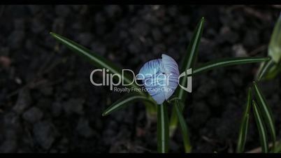 Blooming Violet Crocus In Spring,Time Lapse,Wild Nature