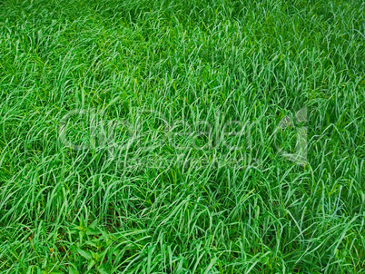 Green grass in spring