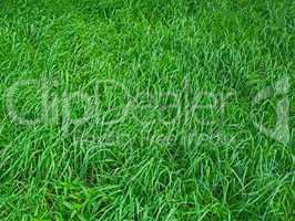 Green grass in spring