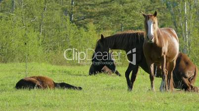 Wild Horses Rest On Grazing A Spring Morning