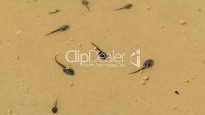 Tadpoles Of Frog In Shallow Dirty Water