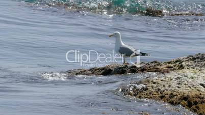 Seagull Sitting On Seaweed Rock In Front Of Ocean Water