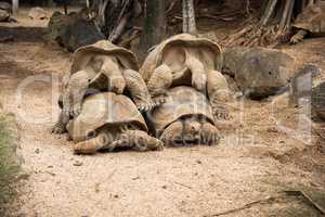 Schildkrötenpaarung im Doppelpack