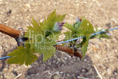 Weinrebe im Frühling