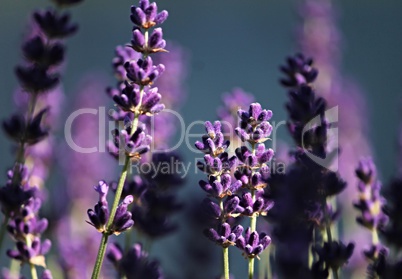 violette Lavendelblüten im Licht