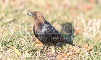 Brown-headed Cowbird - Molothrus ater, Adult Male.