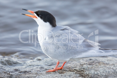 Common Tern (Sterna hirundo) Adult perched by the lake and calling.