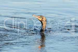 Double-crested Cormorant - Phalacrocorax auritus.