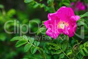 Pink wild rose