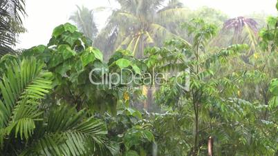 Tropical heavy rain in rain forest