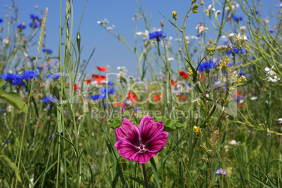 Sommerwiese