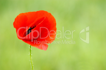 Poppy flower