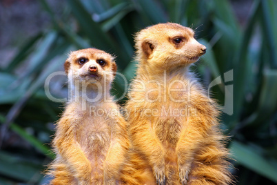 Two meerkats on watch