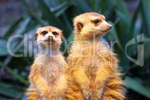 Two meerkats on watch