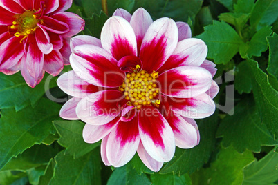 Pink flower of Dahlia