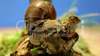 Schnecke