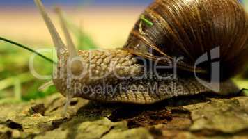 Schnecke