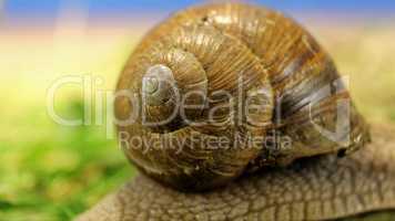 Schnecke