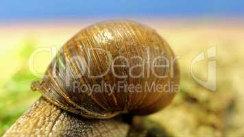 Schnecke