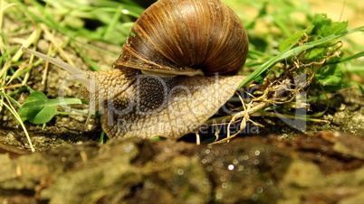 Schnecke