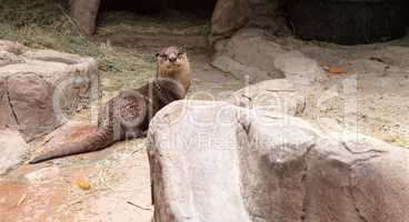 African Clawless Otter Aonyx capensis