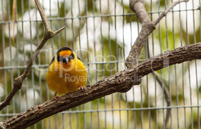 African golden oriole Oriolus auratus