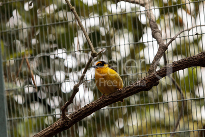 African golden oriole Oriolus auratus