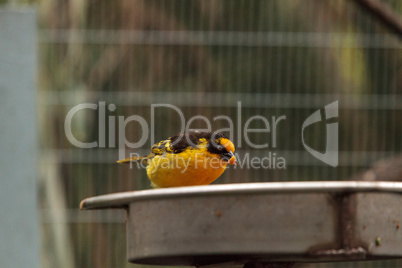 African golden oriole Oriolus auratus