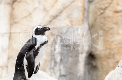 African Penguin Spheniscus demersus