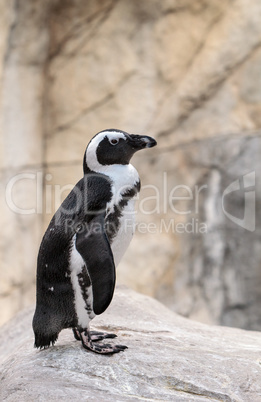 African Penguin Spheniscus demersus