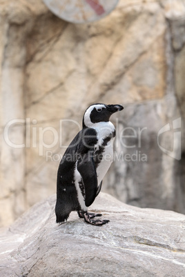 African Penguin Spheniscus demersus