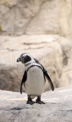 African Penguin Spheniscus demersus