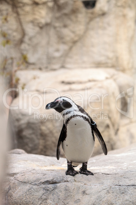 African Penguin Spheniscus demersus