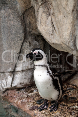 African Penguin Spheniscus demersus