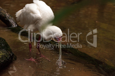 Fishing African spoonbill called Platalea alba