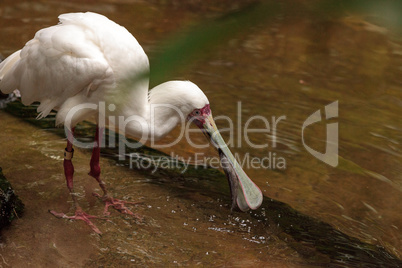 Fishing African spoonbill called Platalea alba