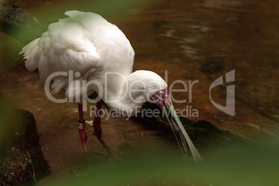 Fishing African spoonbill called Platalea alba