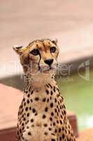 Beautiful spotted cheetah Acinonyx jubatus
