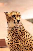 Beautiful spotted cheetah Acinonyx jubatus