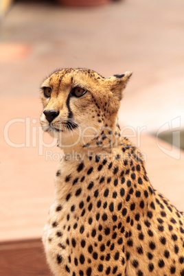 Beautiful spotted cheetah Acinonyx jubatus