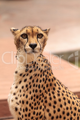 Beautiful spotted cheetah Acinonyx jubatus