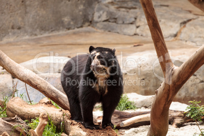 Andean bear Tremarctos ornatus