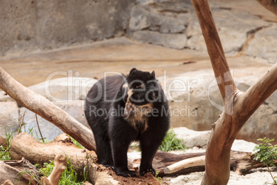Andean bear Tremarctos ornatus