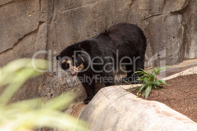 Andean bear Tremarctos ornatus