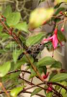 Annas Hummingbird, Calypte anna