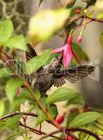 Annas Hummingbird, Calypte anna