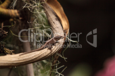 Brown anole also called the Bahaman anole or Anolis sagrei