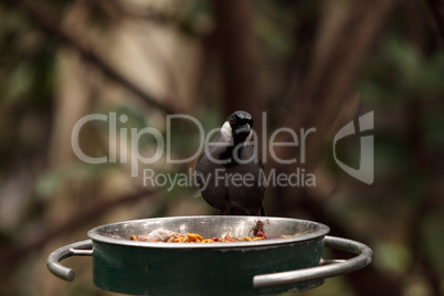 Black-throated Laughingthrush bird Dryonastes chinensis