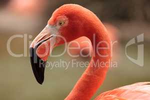 Pink Caribbean flamingo, Phoenicopterus ruber